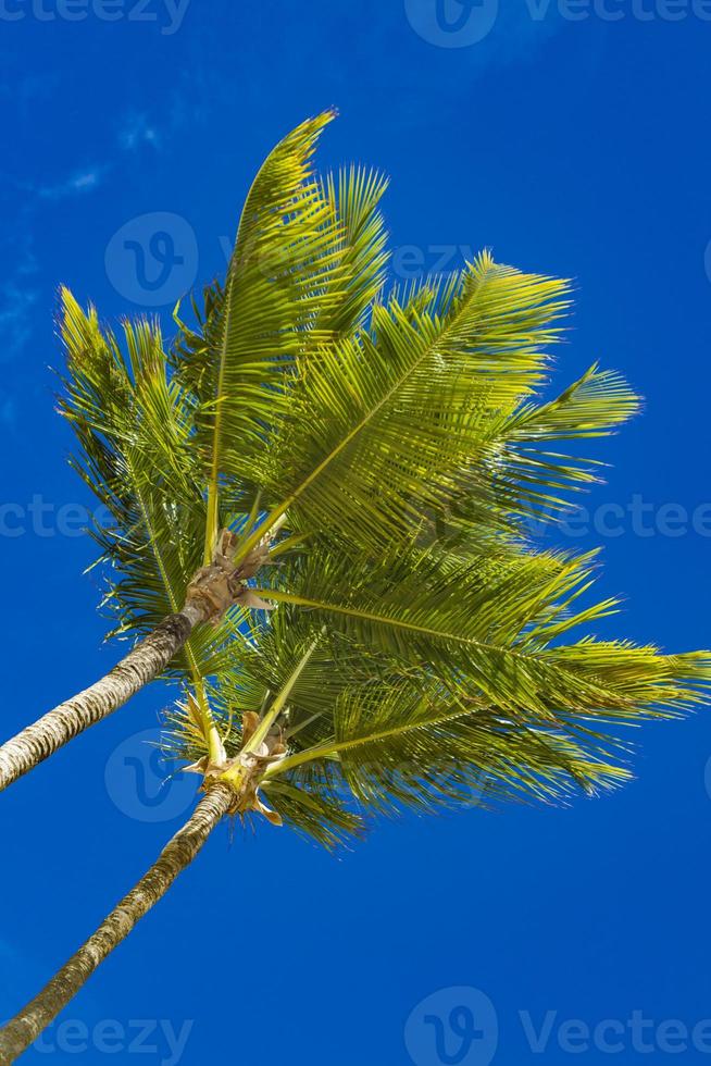 grupo de palmeiras no fundo do céu azul foto