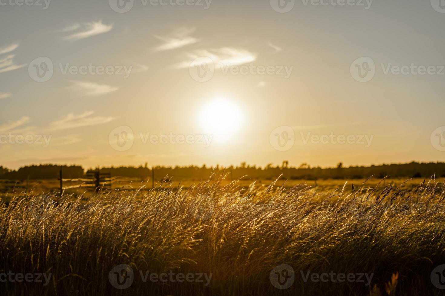 pôr do sol no campo com jovem centeio ou trigo no verão foto
