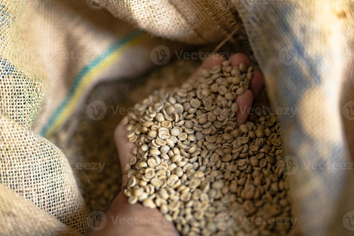 mão humana segurando grãos de café crus foto