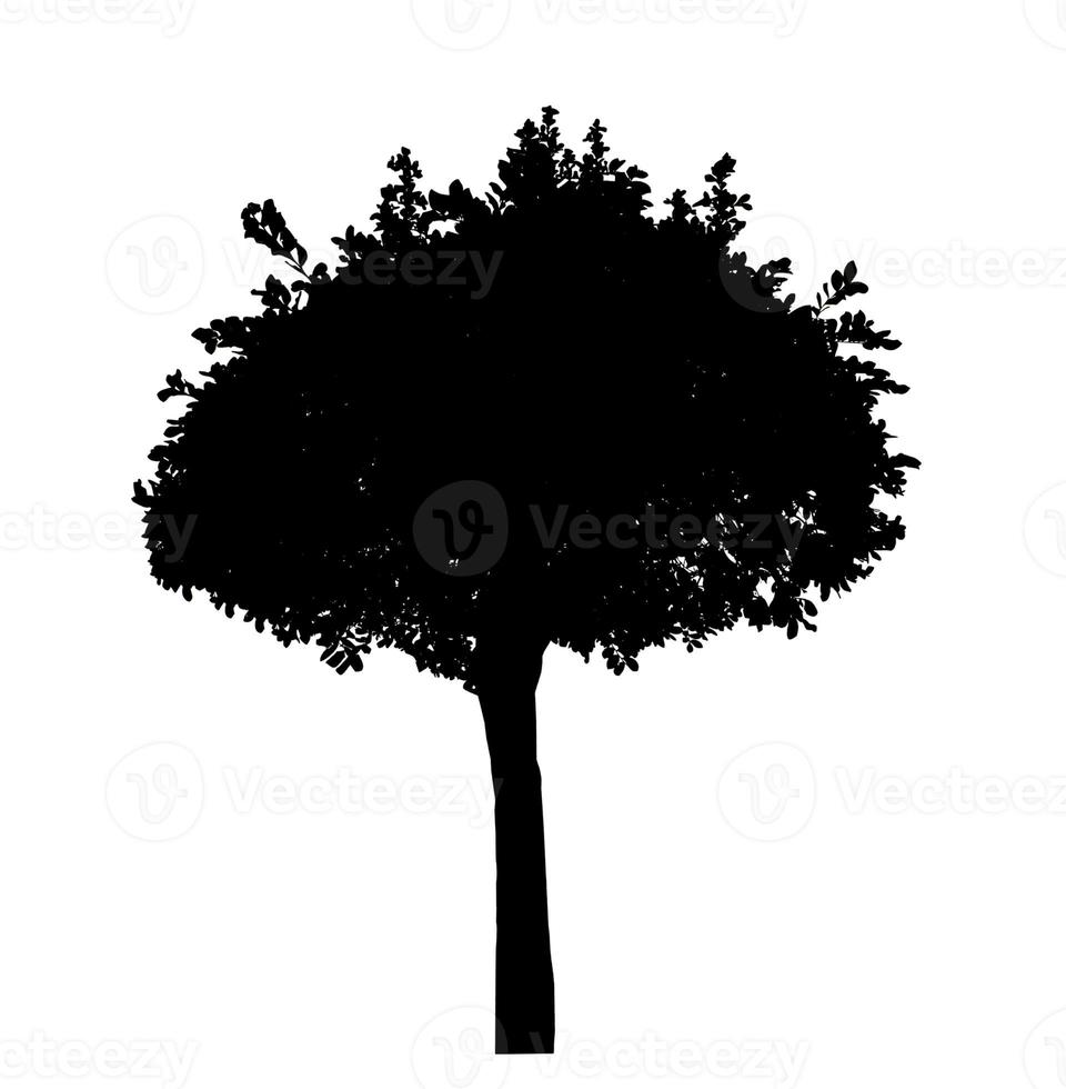 design de pincel de árvore de silhueta em fundo branco, pincel de pincel de ilustrações da árvore real com traçado de recorte e canal alfa foto