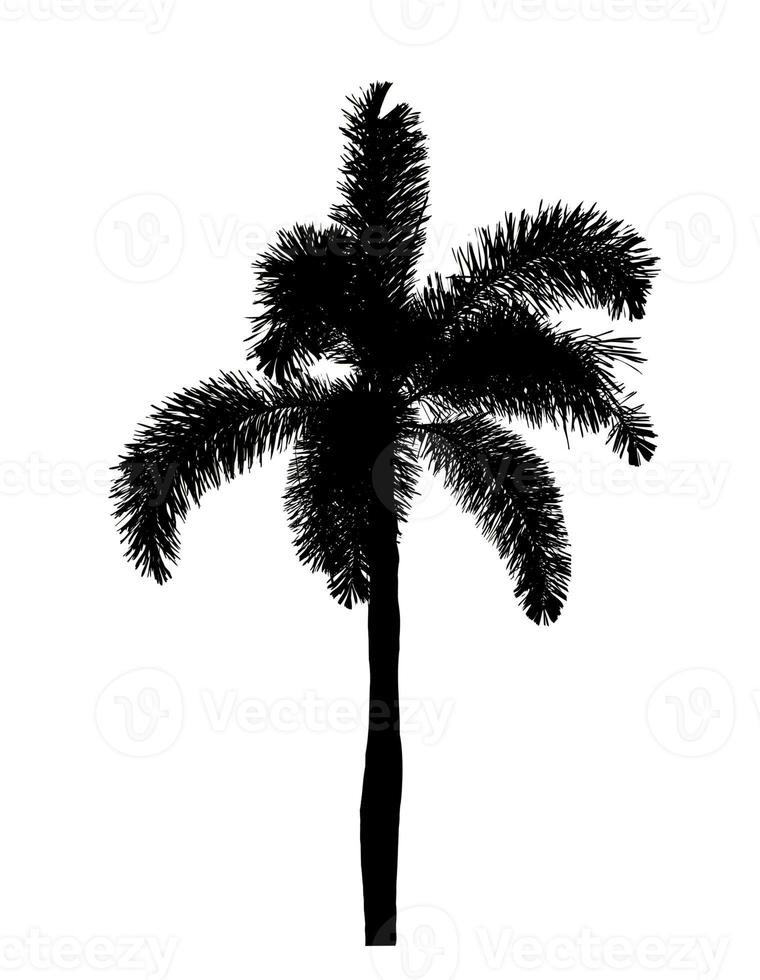 design de pincel de palmeira de silhueta em fundo branco, pincel de pincel de ilustrações de árvore real com traçado de recorte e canal alfa foto