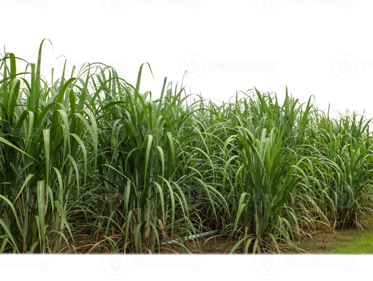 cana-de-açúcar isolada no fundo branco e traçado de recorte foto