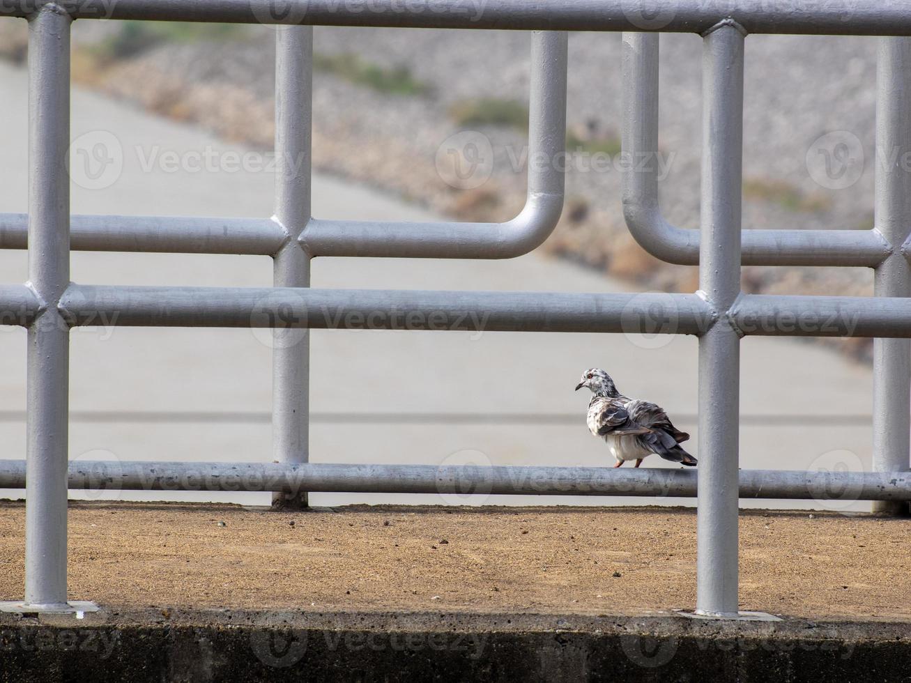 um pássaro fica na beira de uma ponte no aterro. foto