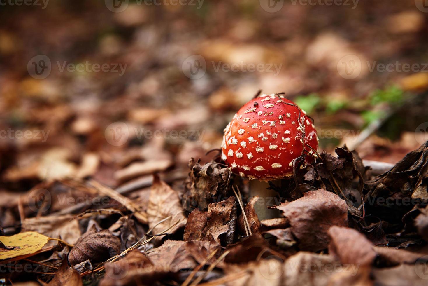 agaric mosca vermelha na floresta de outono. cogumelo venenoso. amanita muscaria, closeup foto