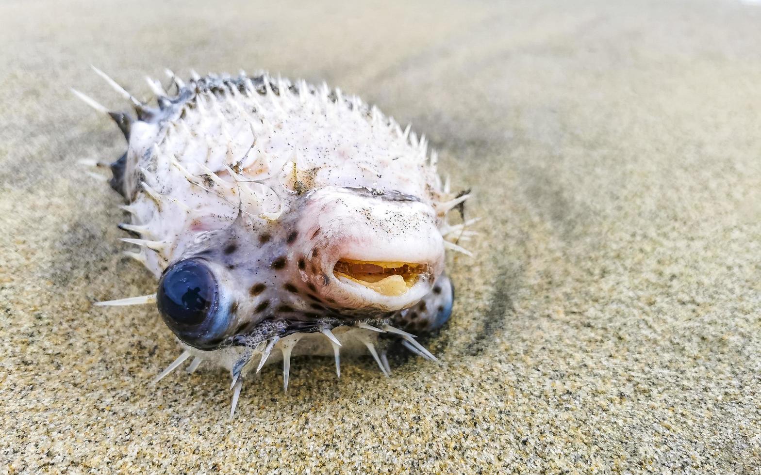 baiacu morto lavado na praia encontra-se na areia. foto