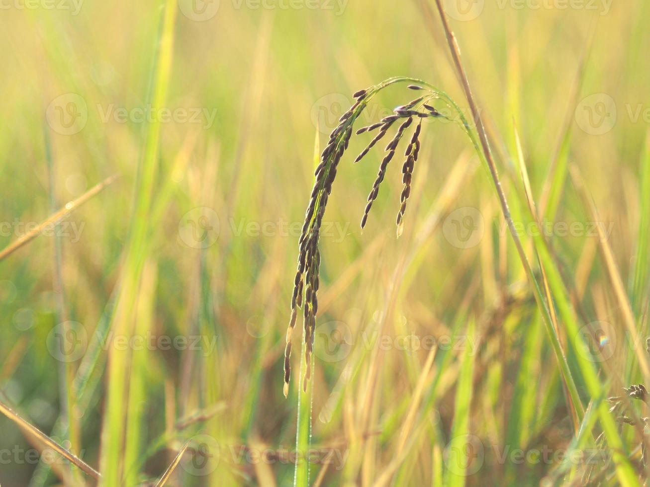 cultivo de arroz e doce luz do sol foto