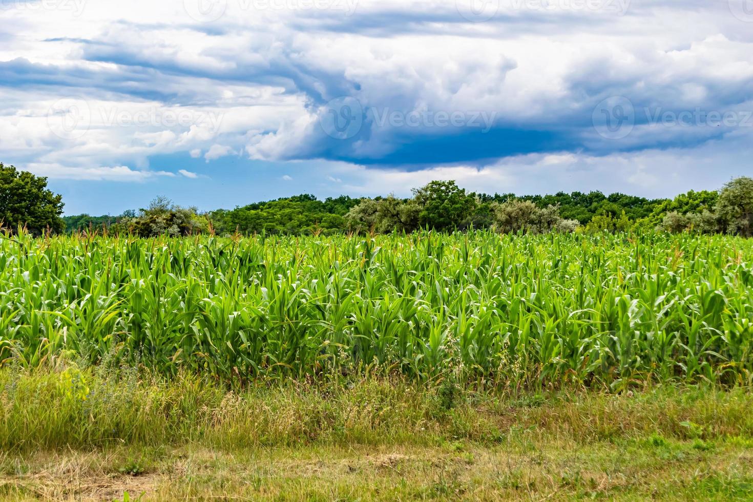 fotografia sobre campo de fazenda de milho grande tema para colheita orgânica foto