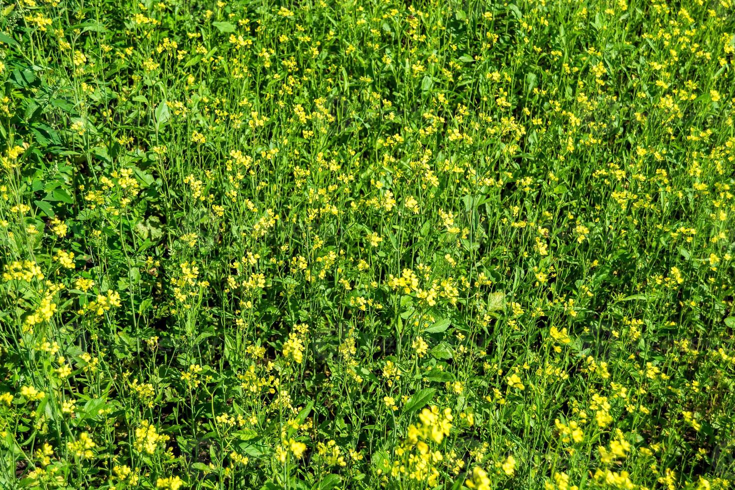 fotografia sobre o tema mostarda de flores silvestres em prado de fundo foto