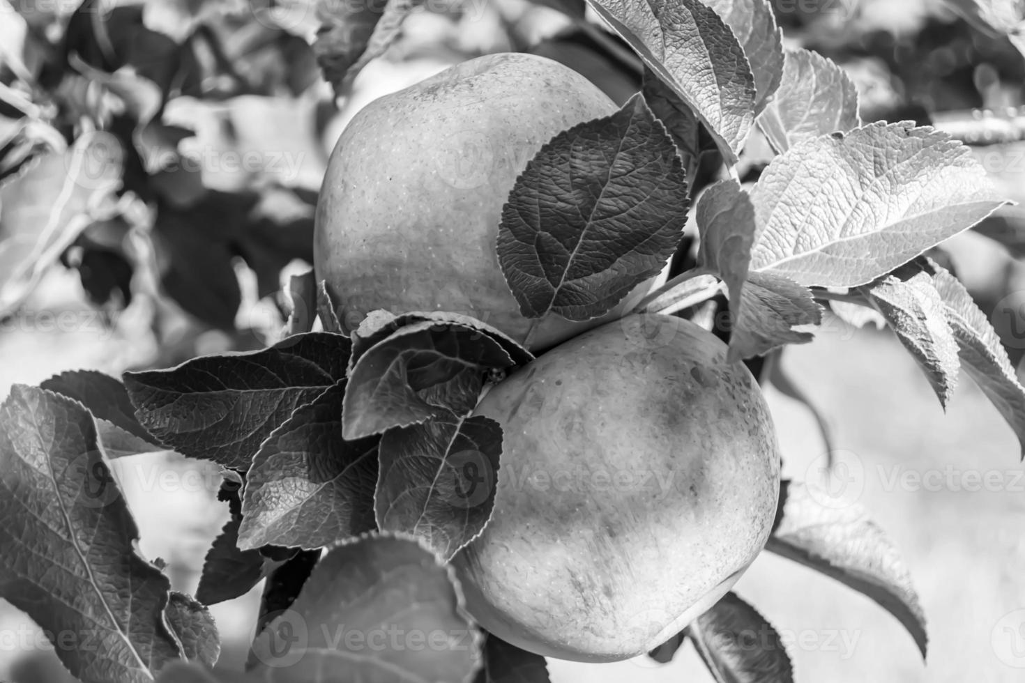 fotografia sobre o tema lindo ramo de frutas macieira foto