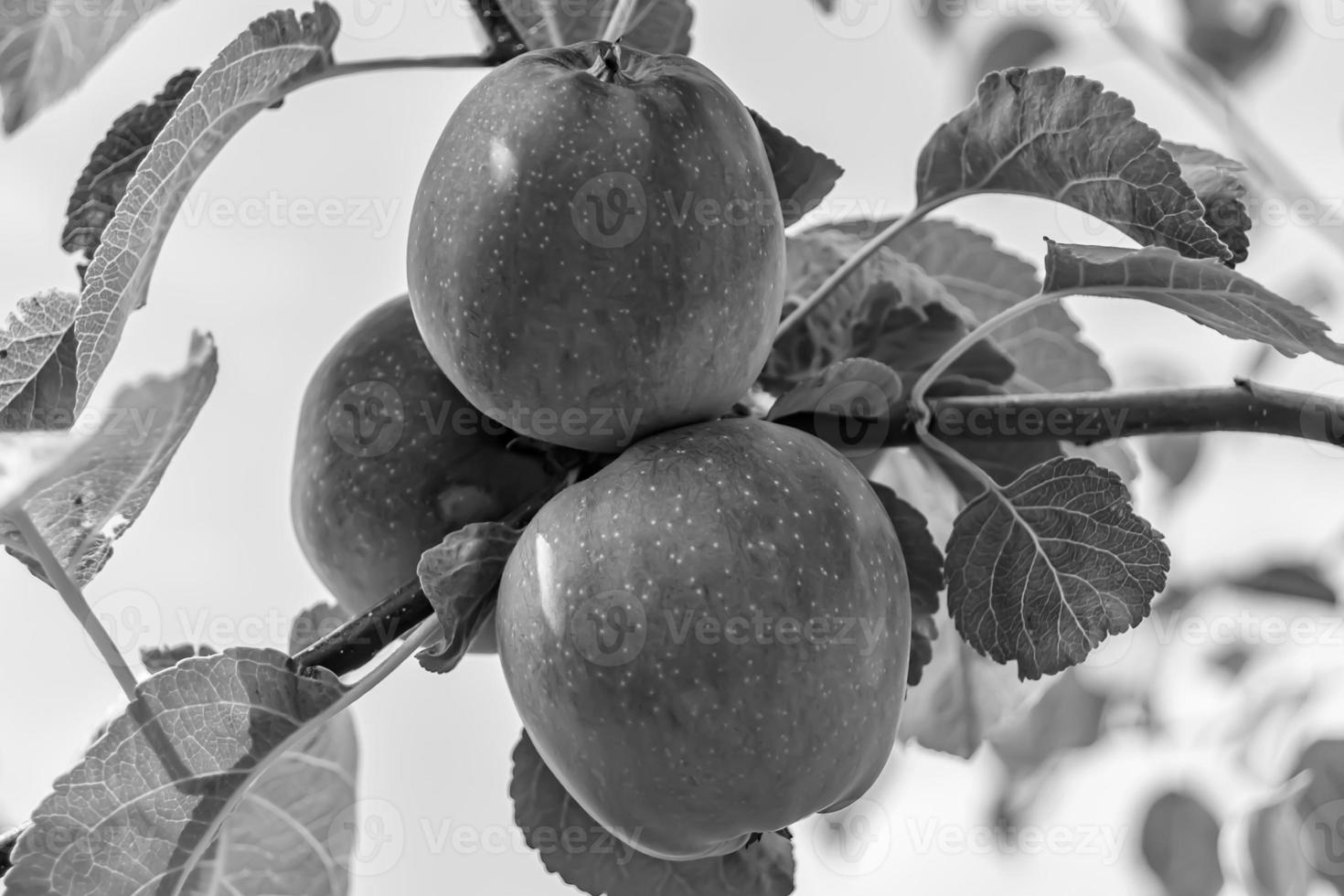 fotografia sobre o tema lindo ramo de frutas macieira foto