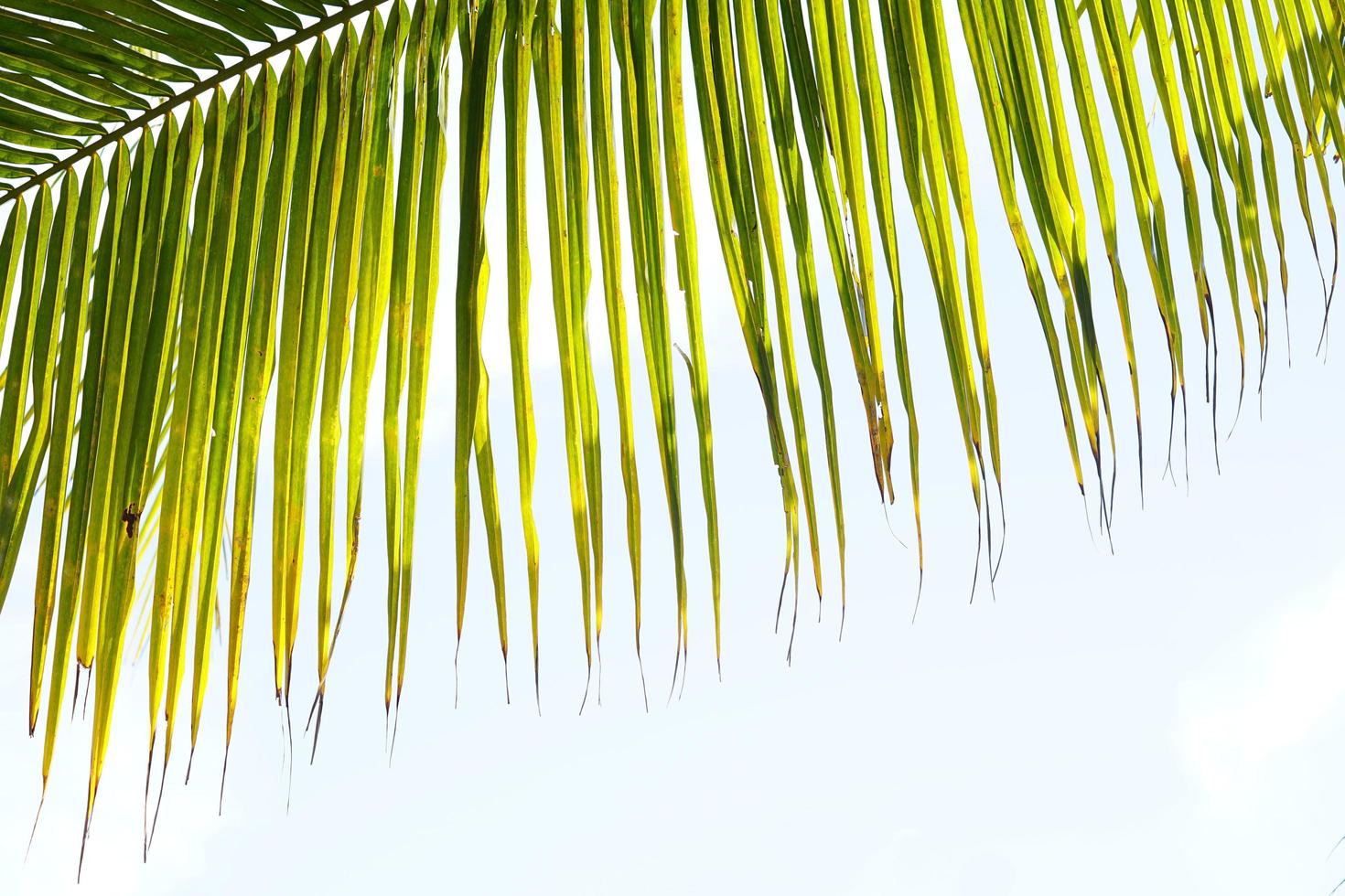 folhas de coco em um fundo branco foto