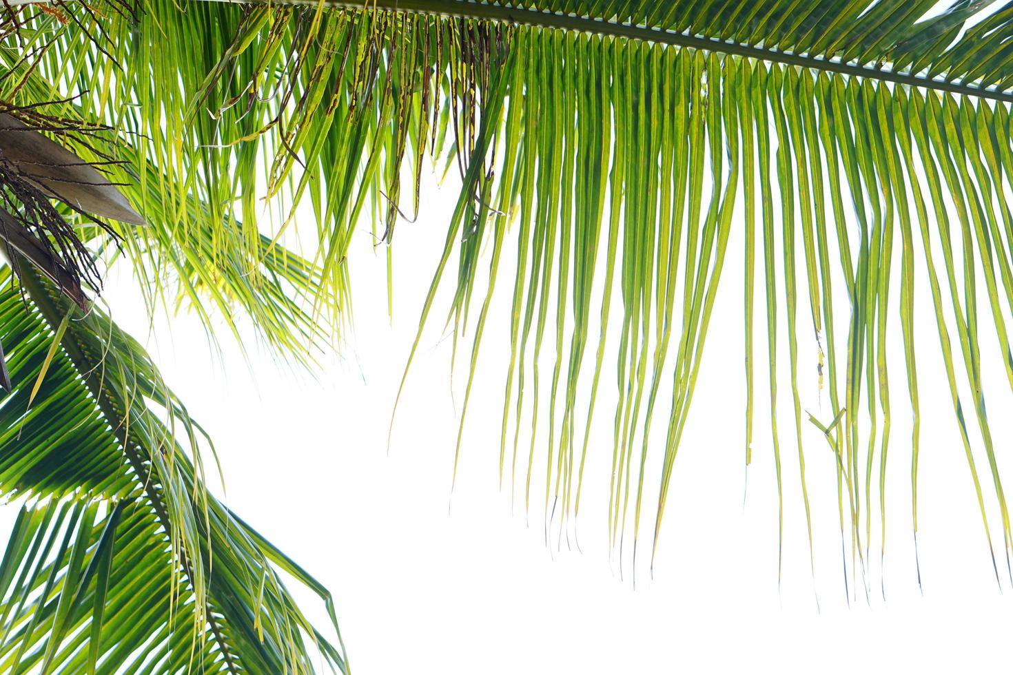 folhas de coco em um fundo branco foto