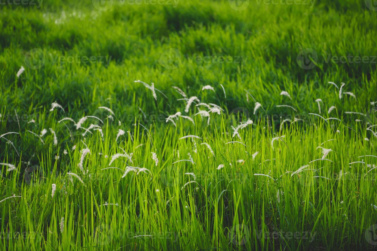 natureza da folha verde no belo jardim. ecologia de floresta tropical e fundo de vegetação natural. folhas verdes naturais plantas fundo folha de rosto ambiente ecologia ou conceito de papel de parede de vegetação foto