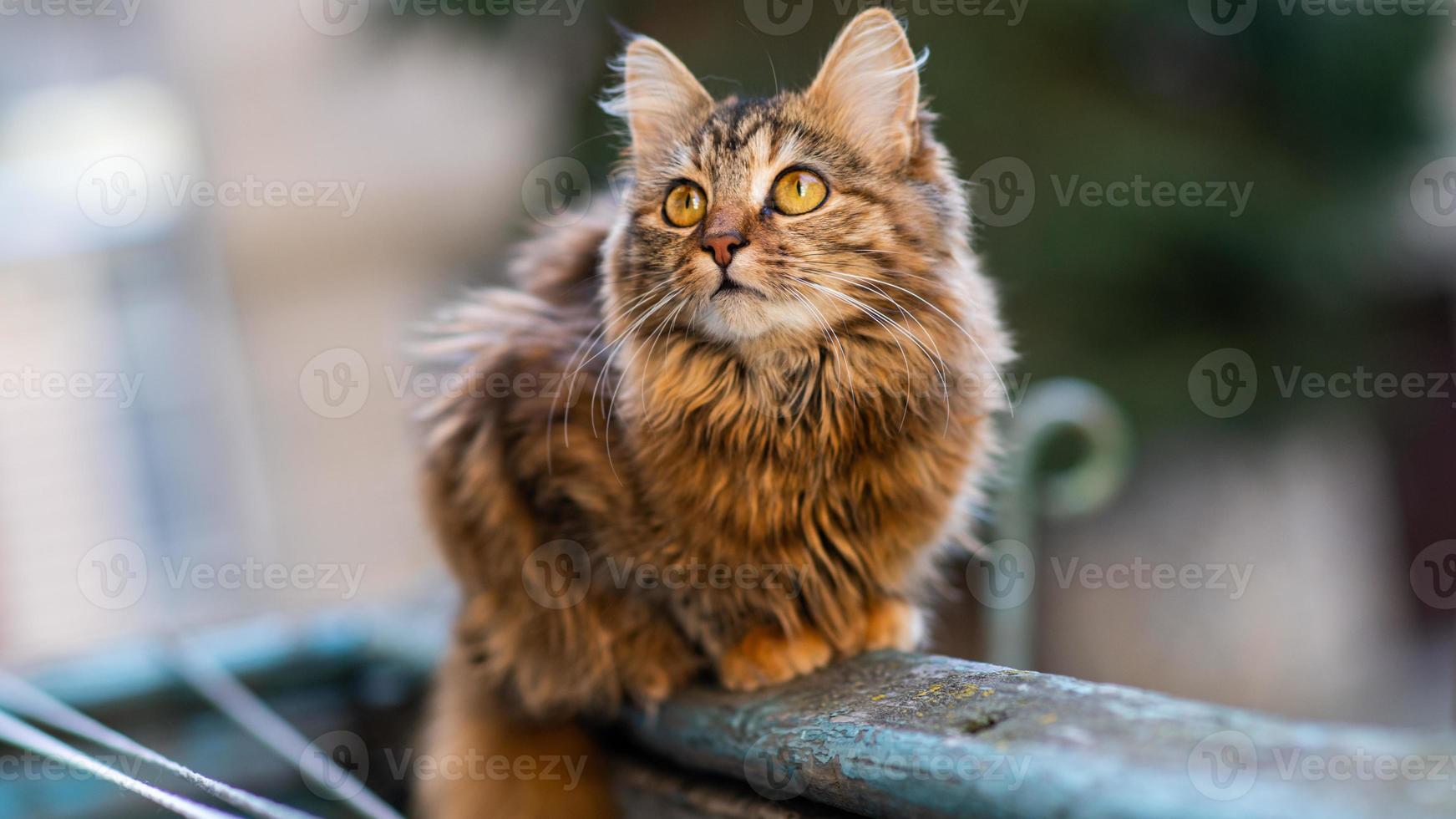 retrato do close-up de um cat.image doméstico listrado cinza para clínicas veterinárias, sites sobre gatos, para comida de gato. foto