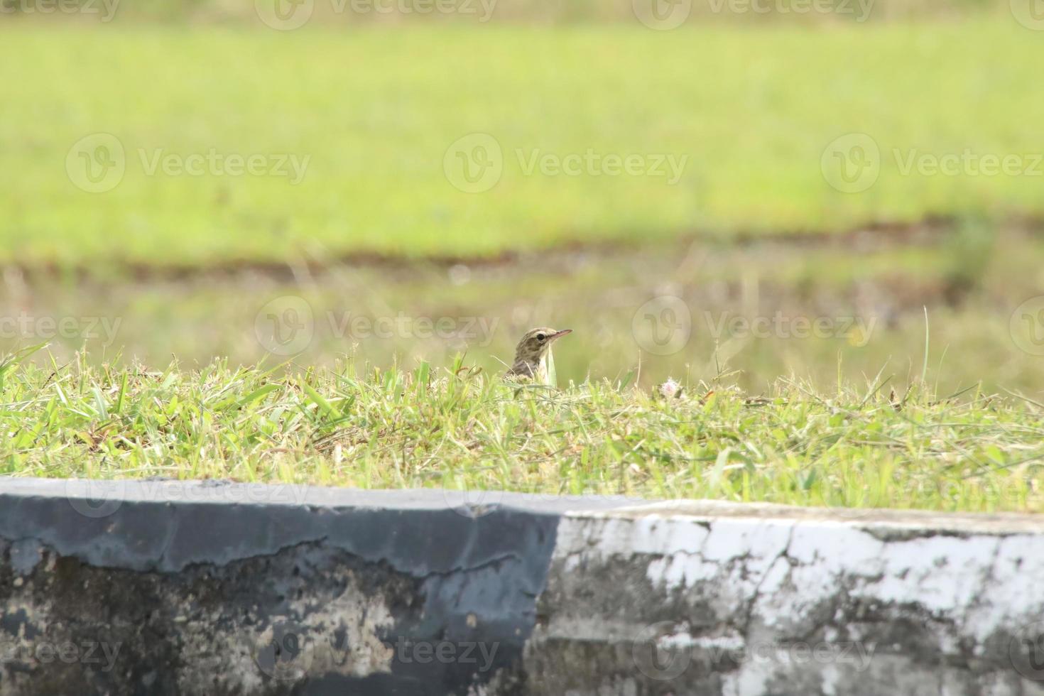 pássaro pipit campo de arroz na grama foto