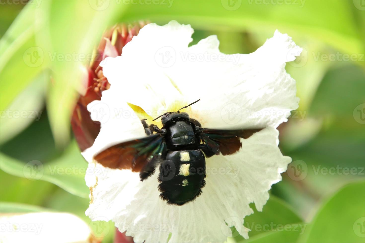 abelha de carpinteiro de mão larga em uma flor branca foto