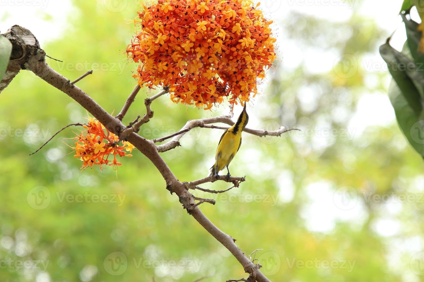 sunbird de costas verde-oliva nas copas das árvores foto