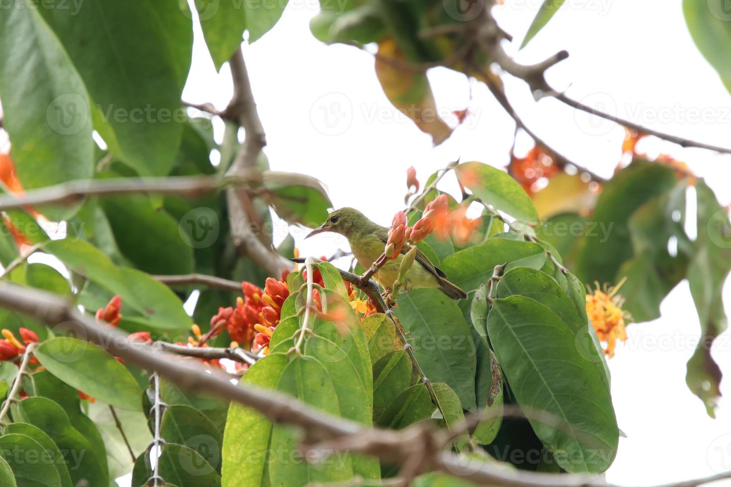 pássaro tropical no topo das árvores foto