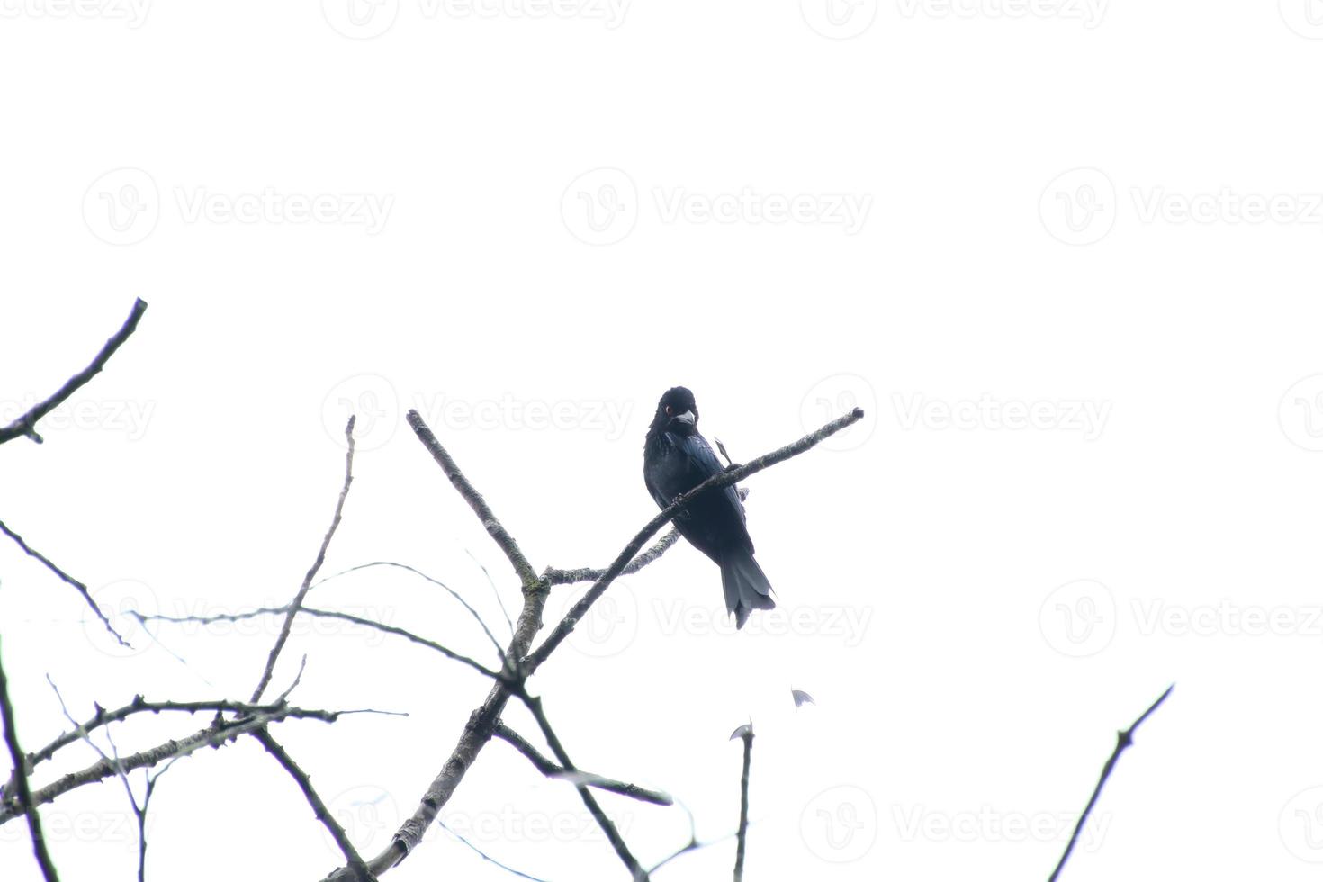 Drongo de cauda de raquete maior em cima da árvore foto