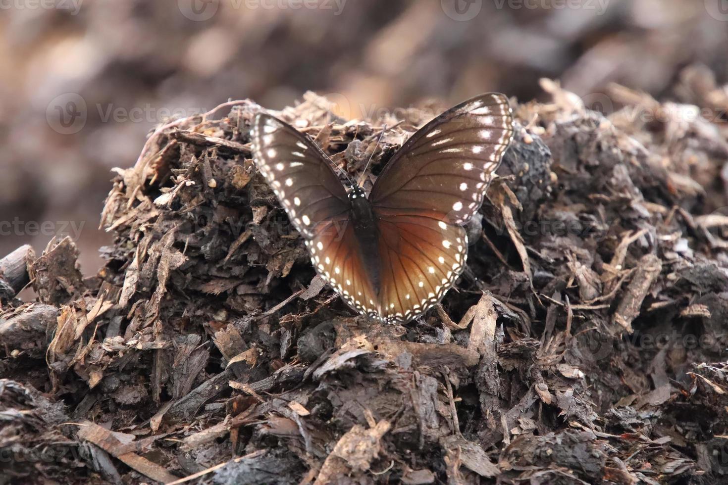 borboleta mosca-de-ovo malaia em um parque foto