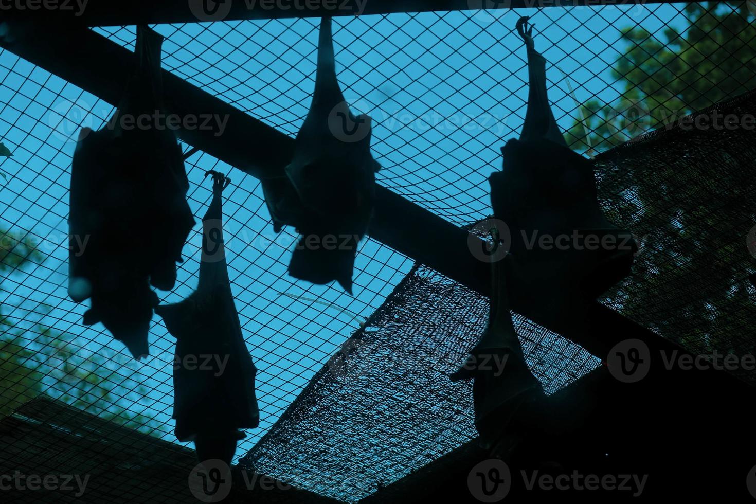 os morcegos que dormem durante o dia estão empoleirados de cabeça para baixo. foto