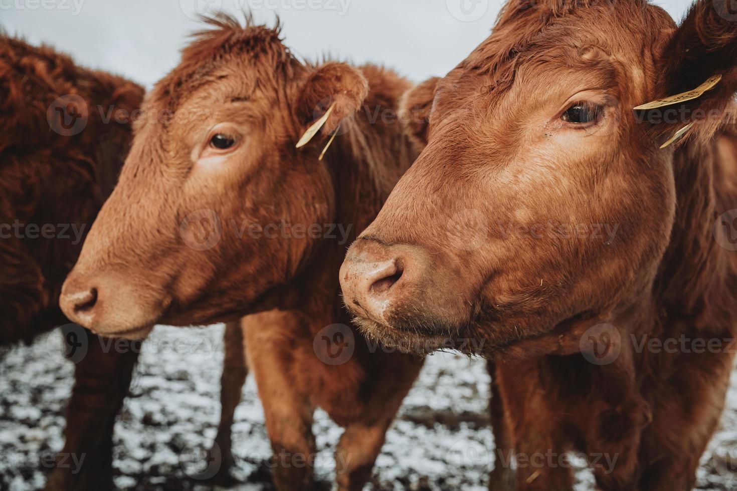 detalhe das cabeças de duas vacas peludas marrons do rebanho que estão olhando para a esquerda na mesma direção com cobertura de neve fresca no prado atrás delas durante a manhã gelada de inverno foto