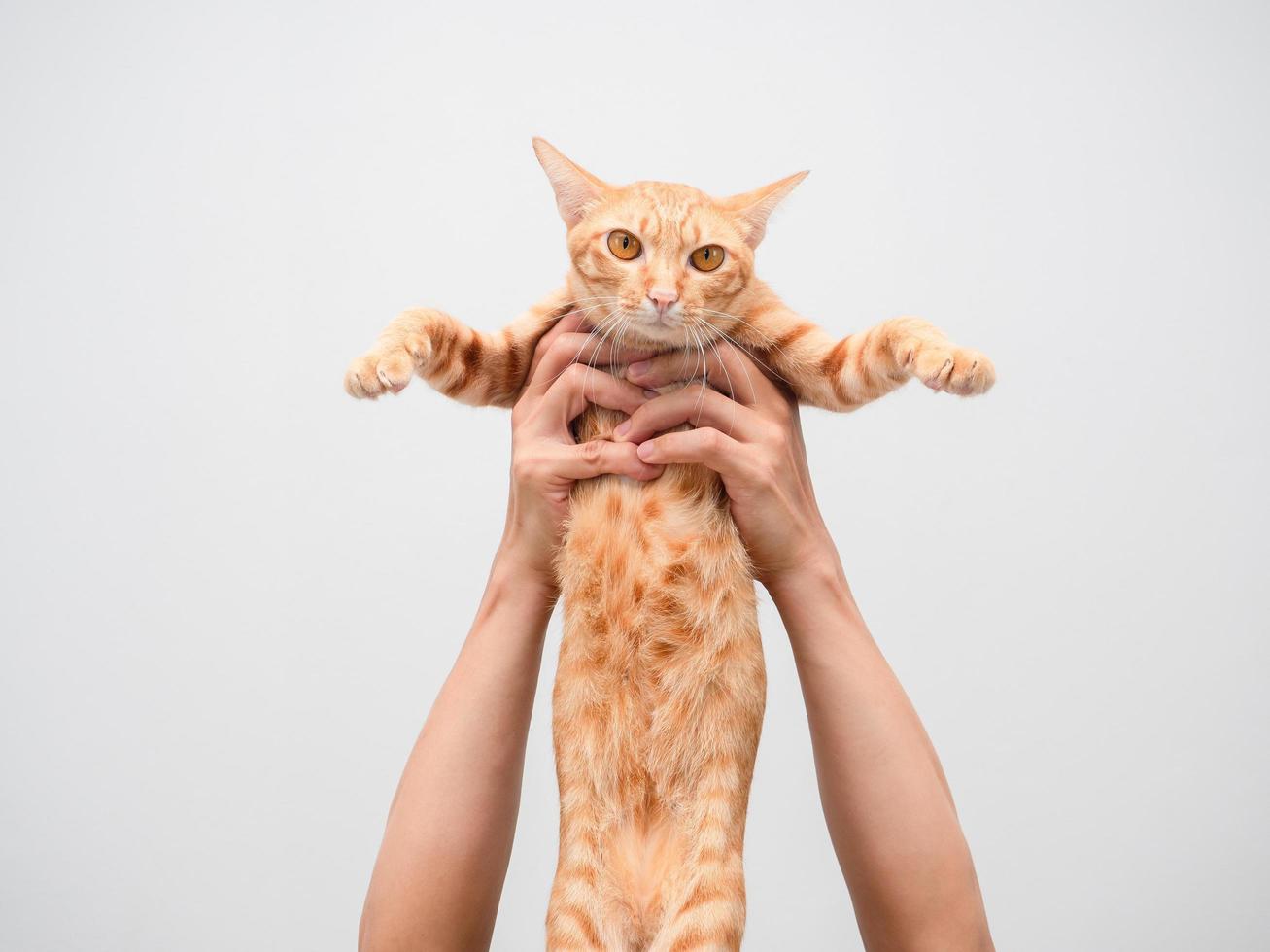 mão de homem segurando lindo gato cor laranja foto