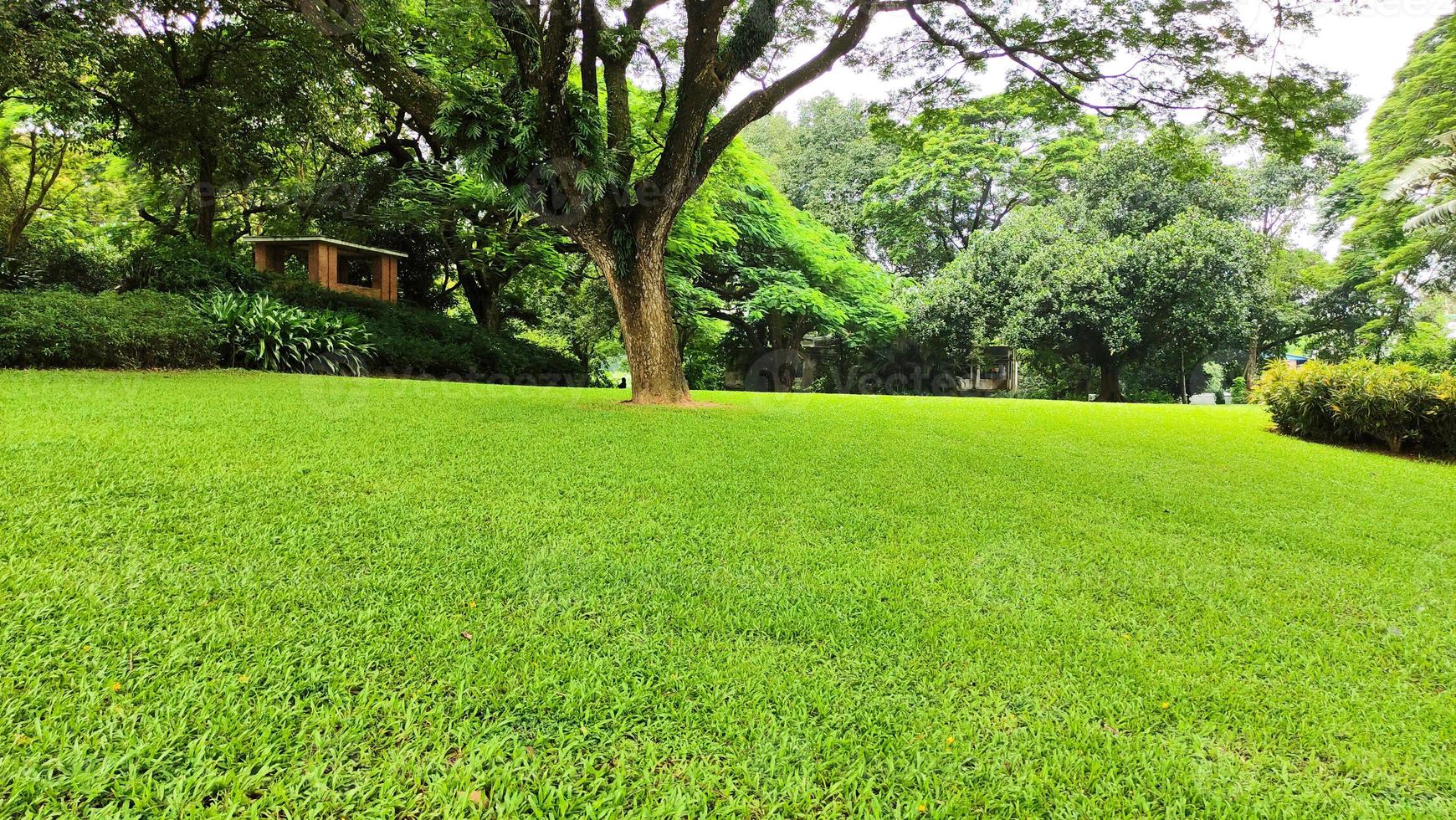 vista para o parque verde ou campo coberto de grama foto