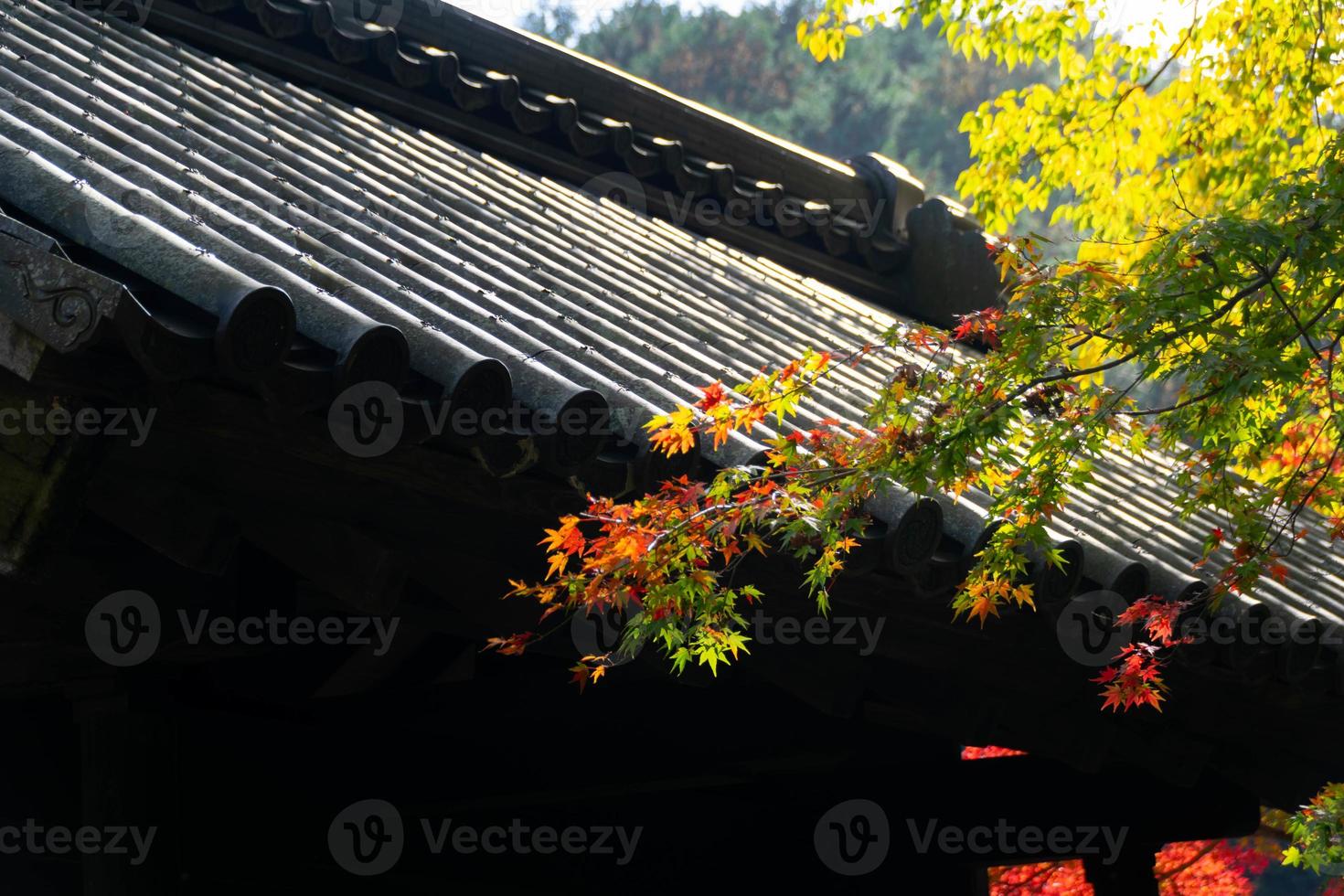 close-up de folhas de árvore de bordo durante o outono com mudança de cor na folha em amarelo alaranjado e vermelho com fundo do telhado do templo do santuário japonês tradicional foto