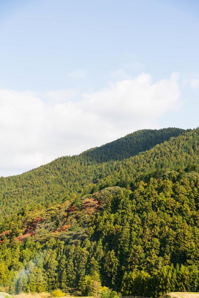 vista natural da cordilheira com floresta de pinheiros na montanha sob o sol durante o dia com céu azul claro foto