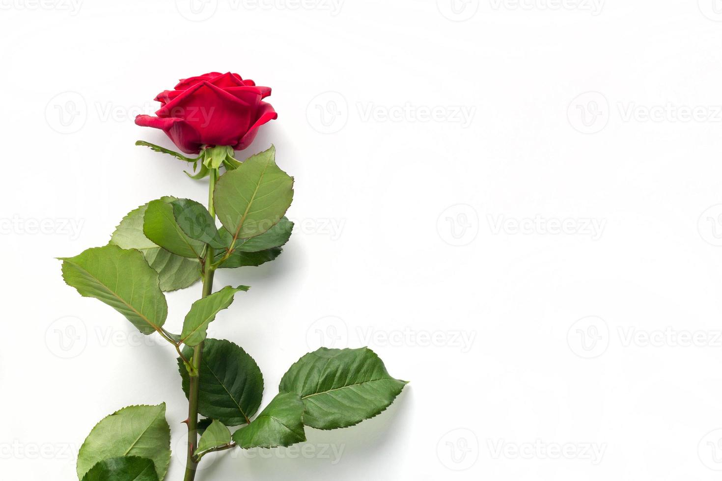 linda flor rosa vermelha com caule isolado no fundo branco. conceito para casamento de 8 de março com espaço de cópia foto