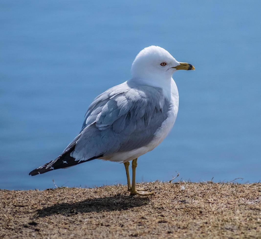 gaivota em pé na água foto