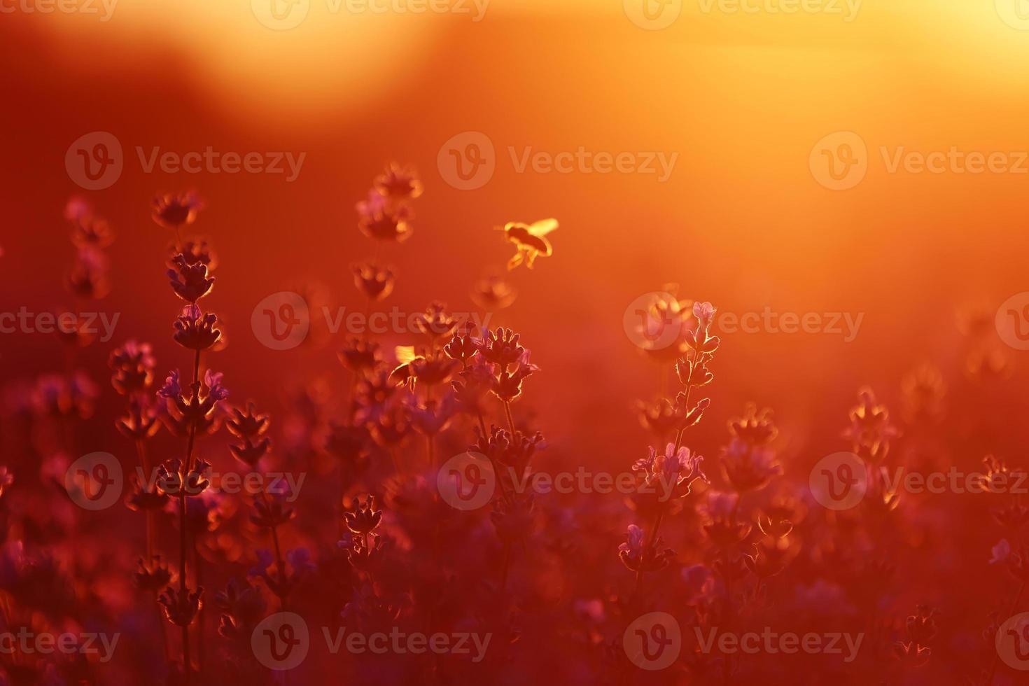 close-up de arbustos lavanda florescendo campos perfumados no pôr do sol. flores aromáticas roxas de lavanda em campos de lavanda da provence francesa perto de paris. foto