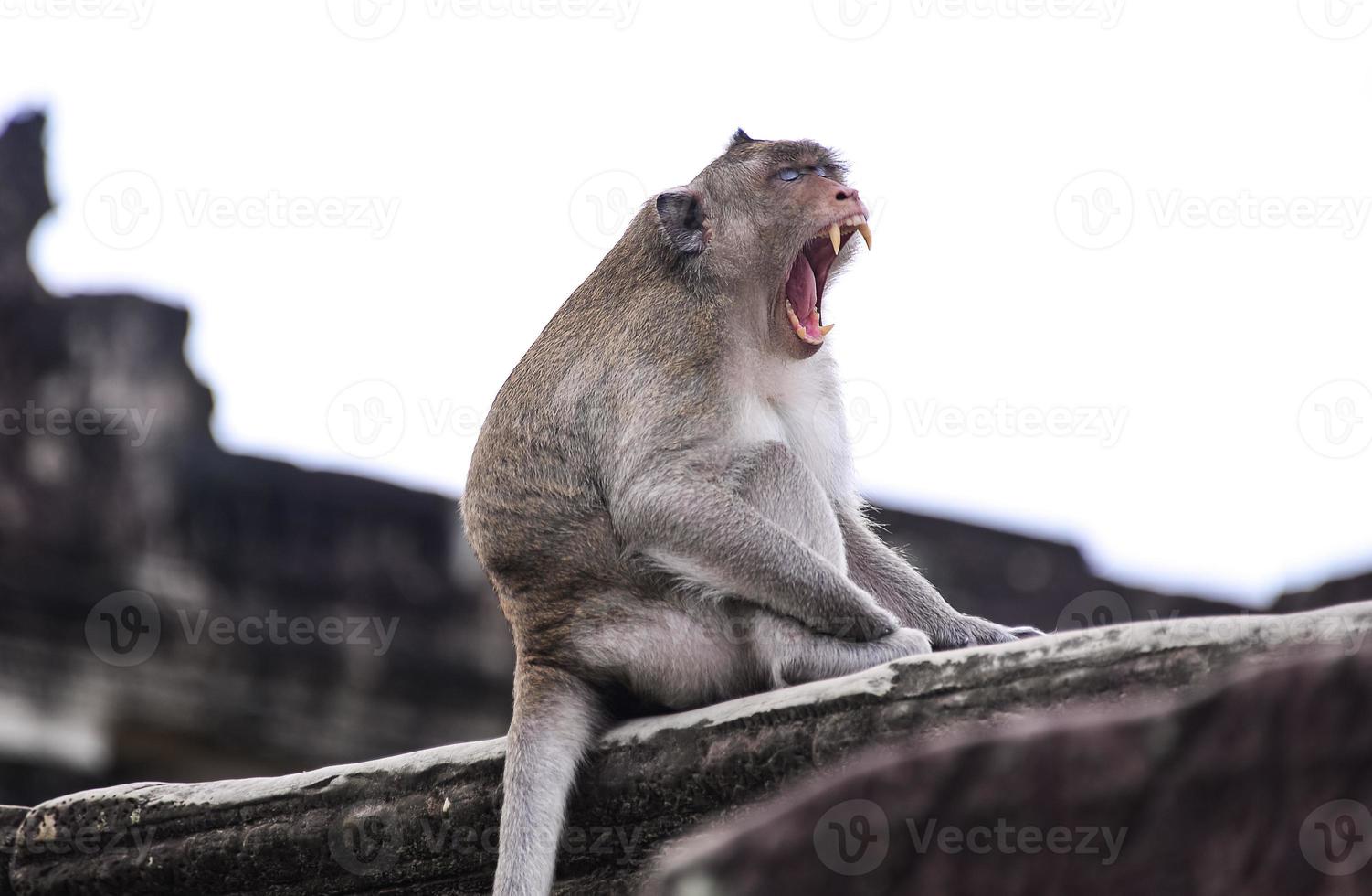 o macaco em angkor wat, siem reap, camboja foto