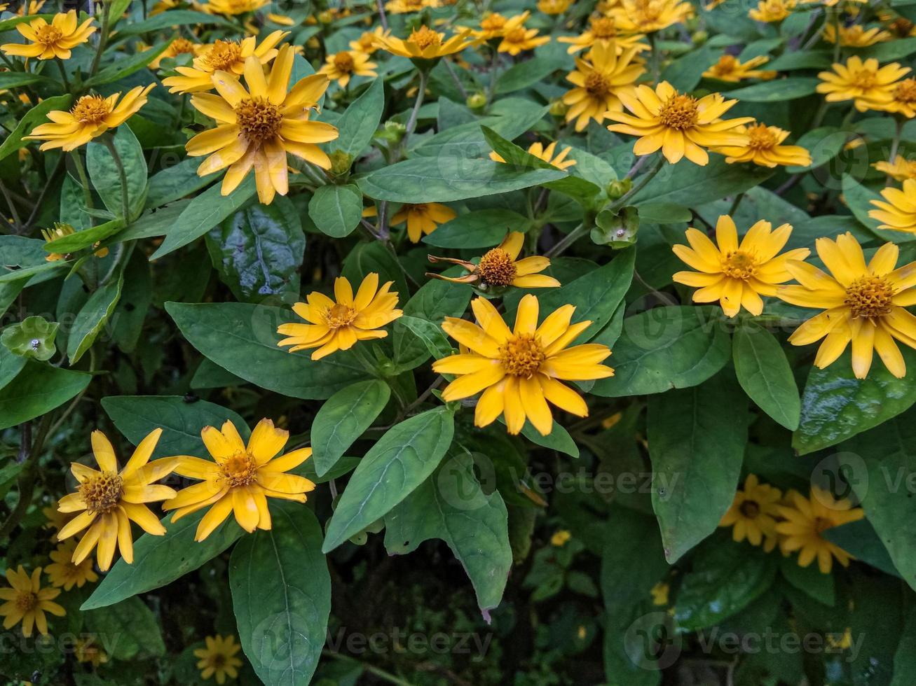 lindas flores amarelas de profusão de zínias foto