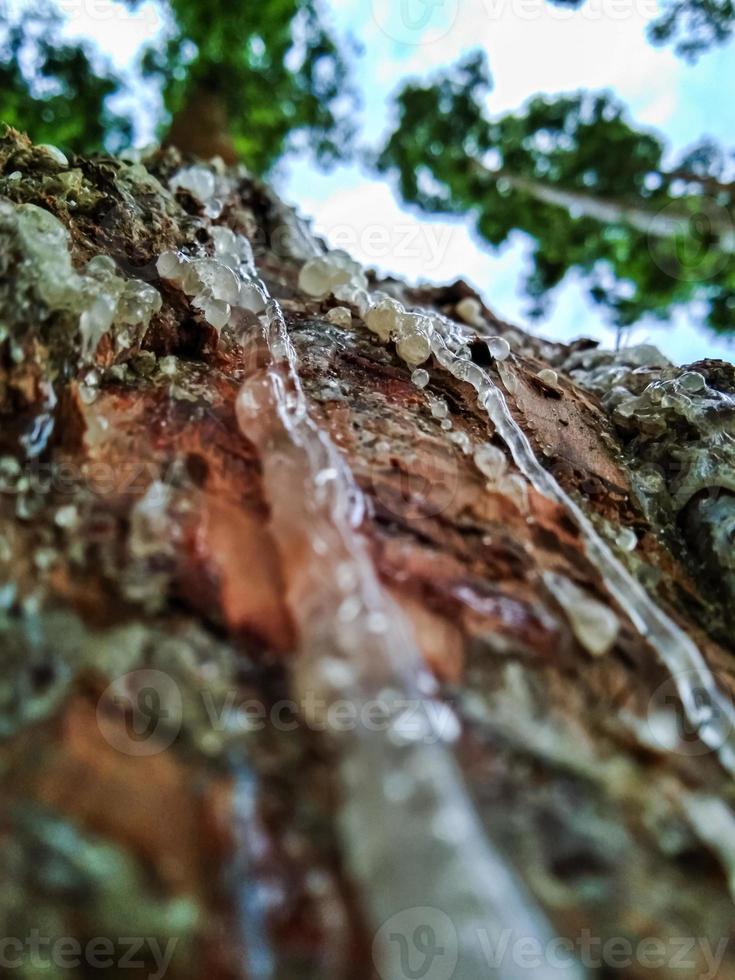 close-up da seiva da árvore agathis dammara ou damar foto