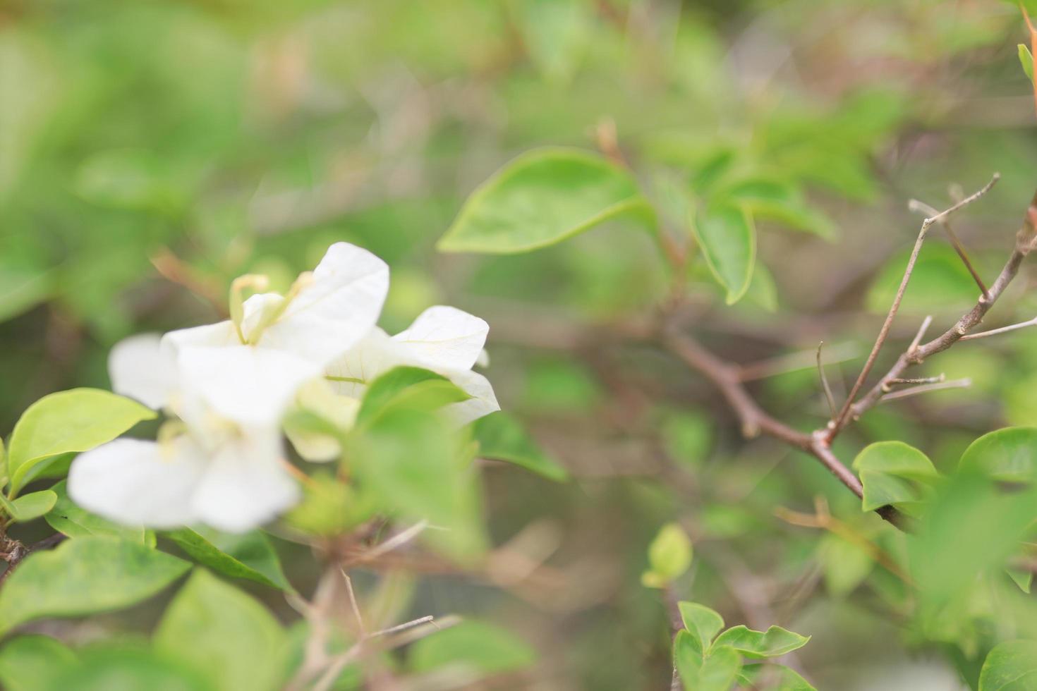 lindo campo de flores no jardim com fundo desfocado foto