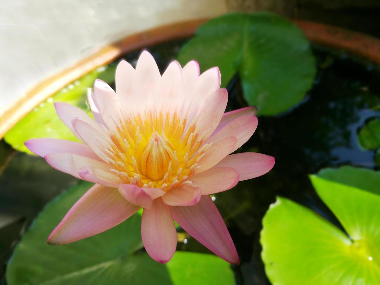 linda flor de lótus rosa florescendo. foto