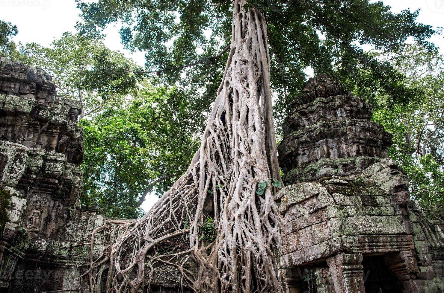 ruínas do templo ta prohm escondidas nas selvas, siem riep, camboja foto