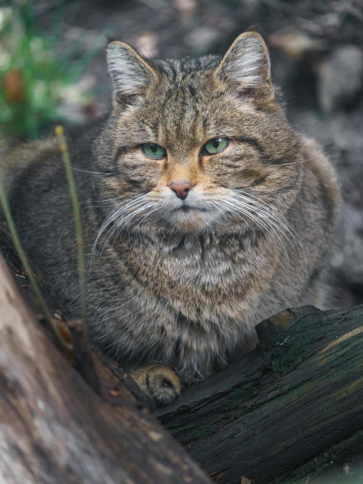 gato selvagem europeu foto