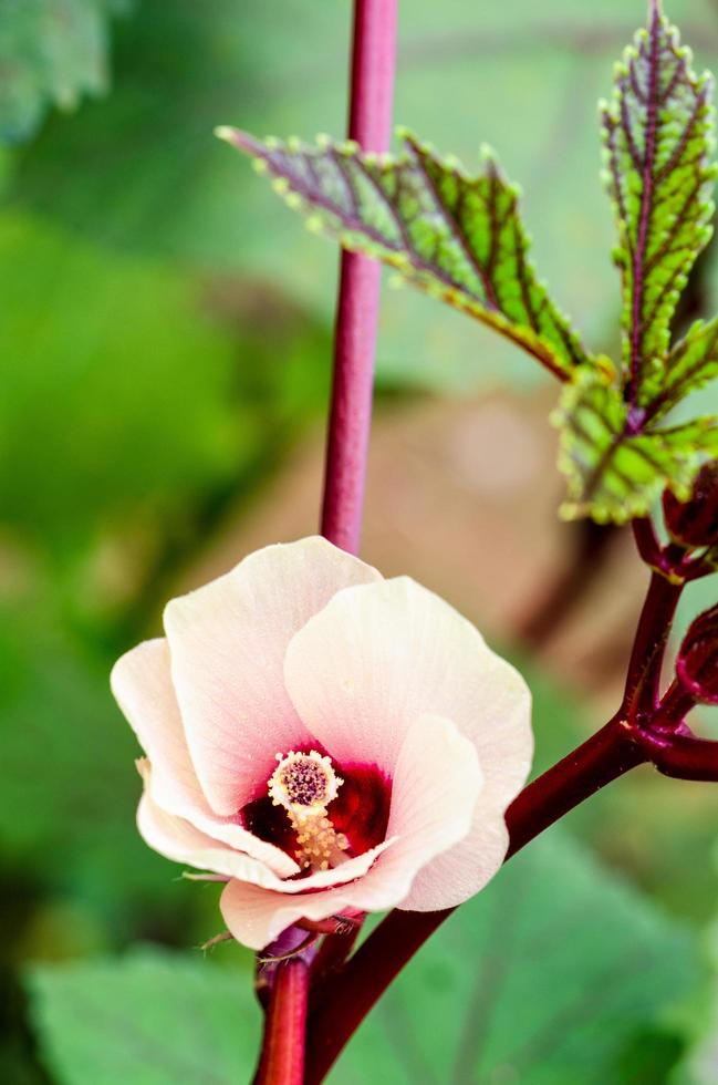 flor de azeda jamaica foto