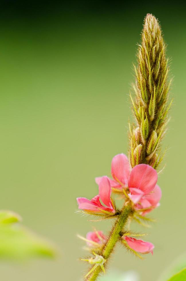 pequena panícula de flor rosa em Prado foto