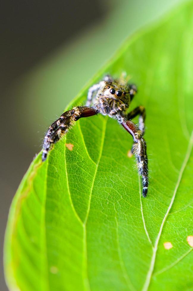 aranha saltadora hasarius adansoni foto