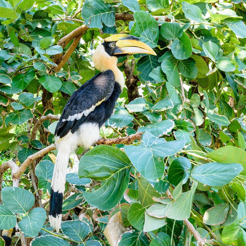 grande calau em tailandês foto