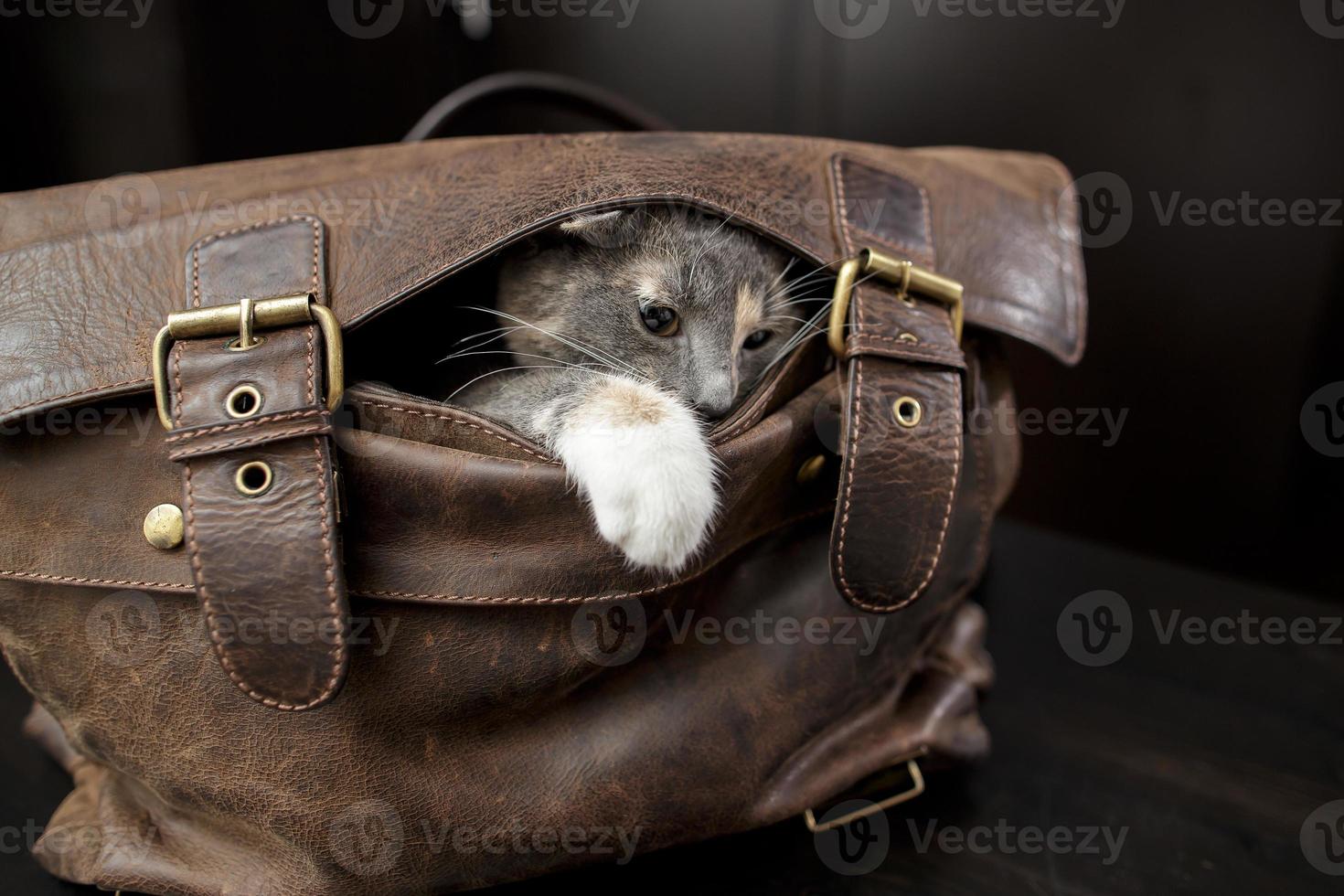 um gatinho bonitinho subiu em uma maleta de couro e espreita de brincadeira, esticando a pata, contra um fundo desfocado. foto