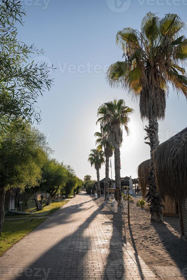 perspectiva decrescente da trilha em meio a palmeiras e plantas no resort foto