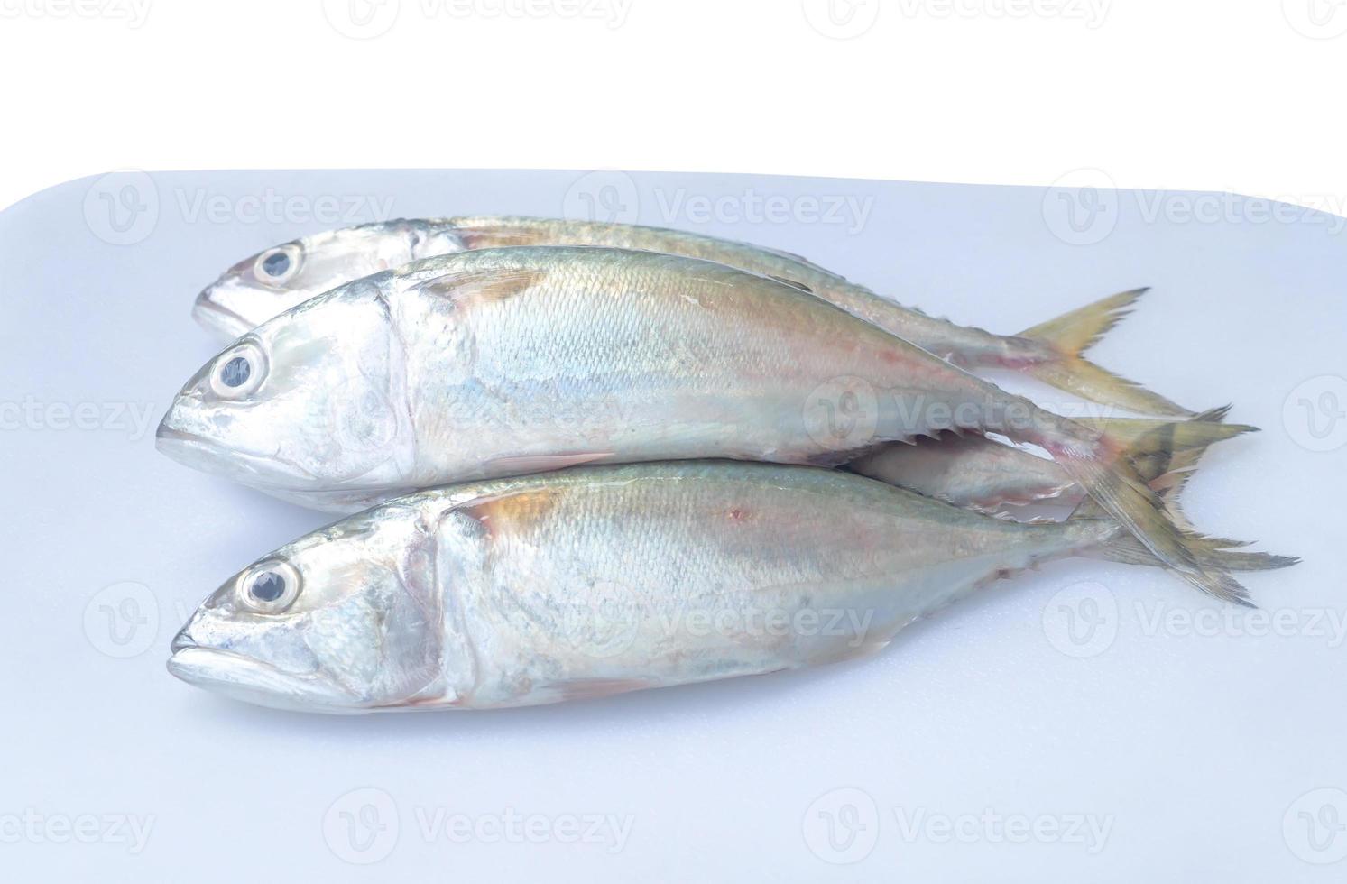 três peixes de cavala fresca em pilha na tábua de corte de plástico ou tábua de corte isolada no fundo branco com traçado de recorte foto