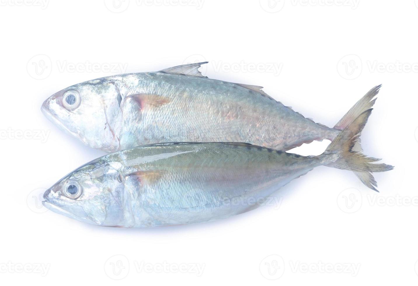 dois peixes de cavala frescos isolados no fundo branco com traçado de recorte foto