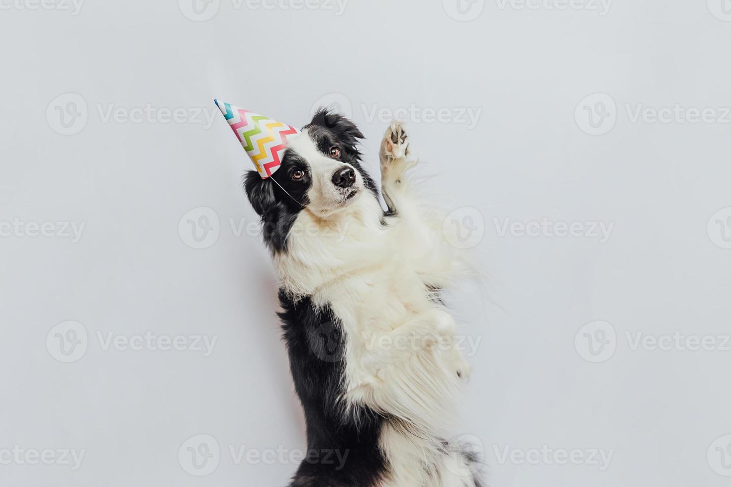 conceito de festa de aniversário feliz. engraçado cachorrinho bonitinho border collie usando chapéu bobo de aniversário isolado no fundo branco. cão de estimação no dia do aniversário. foto