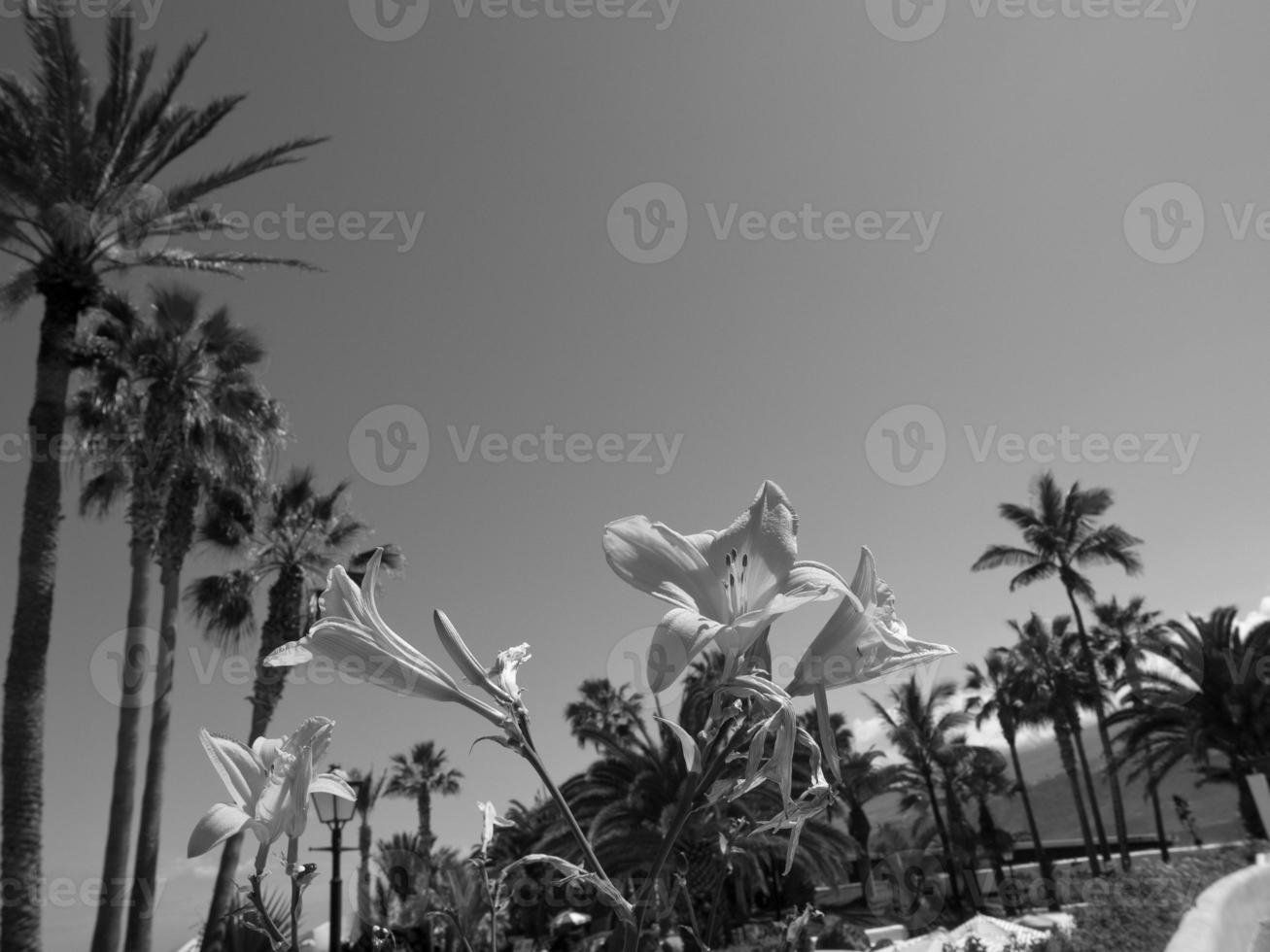 a ilha de tenerife foto